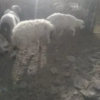 کود گوسفندی درجه یک