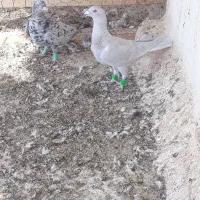 فروش کبوتر|پرنده|بوشهر, |دیوار