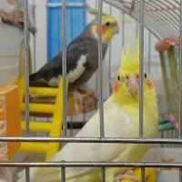 جفت عروس هلندی