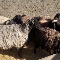 تعدای میش سوز ملحه بره دار قیمت توافقی|حیوانات مزرعه|رونیز, |دیوار