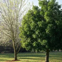 زمین کشاورزی هزار تا سه هزارمتر