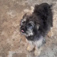 سگ اپارتمانی