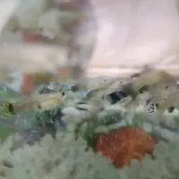 اکواریوم با ماهی|ماهی|اردبیل, |دیوار