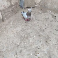 گمشده|پرنده|سبزوار, مدرس|دیوار