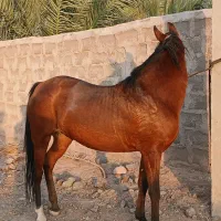 اسب مادیان اصیل خالص درشوری