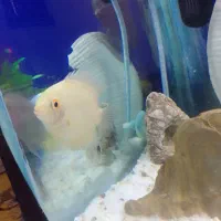 ماهی اکواریوم|ماهی|مریوان, |دیوار