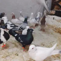 کبوتر|پرنده|الوند, |دیوار