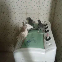 کفتر|پرنده|کهنوج, |دیوار