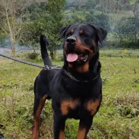 روتوایلر نر آماده ی جفت فروش نیست|سگ|کلاچای, |دیوار