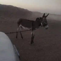 خر نر|حیوانات مزرعه|آران و بیدگل, |دیوار