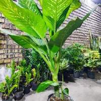 گل گیاه و آپارتمانی