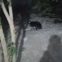 خرگوش