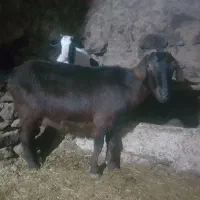 بزه ومیش|حیوانات مزرعه|قیدار, |دیوار