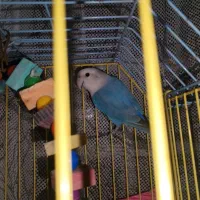 طوطی برزیلی مولد|پرنده|آبادان, |دیوار