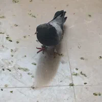 کفتر|پرنده|اصفهان, باغ فدک|دیوار