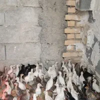 گینه ای ۴۵ روزه