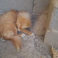 یک سگ فروشی دارم  نر|سگ|صباشهر, |دیوار