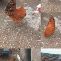 مرغ خروس لاری لهستانی پا سبز افغان برهما