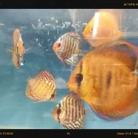 دیسکس حدود سه و سه نیم اینچ|ماهی|مشهد, فاطمیه|دیوار