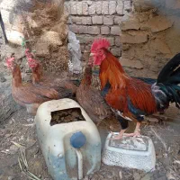 خروس ومرغ محلی