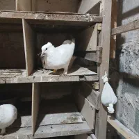 کبوتر دم سیاه