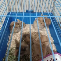 بچه خرگوش لپ ترکیش|موش و خرگوش|قزوین, |دیوار