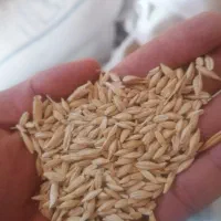 جو بذری ودامی