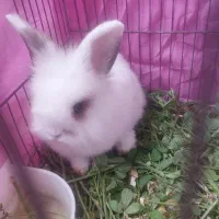 خرگوش لوپ به همراه قفس