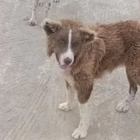 واگذاری سگ نگهبان