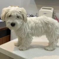 حیوان خانگی