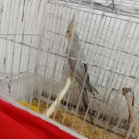 عروس هلندی.سیامون