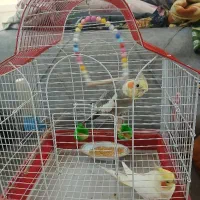 عروس هلندی جفت  باقفس