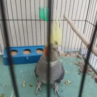 عروس هلندی نر|پرنده|تهران, بهجتآباد|دیوار