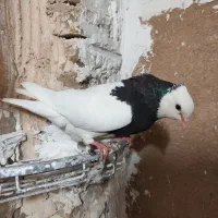 کبوتر طوقی|پرنده|میبد, |دیوار