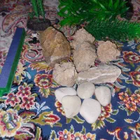 وسایل آکواریوم|ماهی|الوند, |دیوار