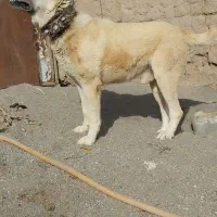 واگذاری سگ نگهبان درجه یک