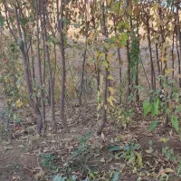 انواع نهالهای مسمروغیرمسمر فقد45هزار دیال اباد|خدمات باغبانی و درختکاری|قزوین, |دیوار