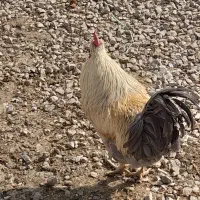 خروس|حیوانات مزرعه|سیلاخور, |دیوار