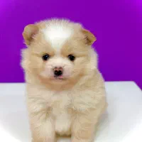 سگ‌پامرانین خرسی نر ۳ماهه مینیاتوری جیبی|سگ|تهران, نازی‌آباد|دیوار