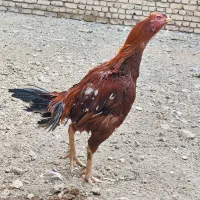 خروس لاری نسل|حیوانات مزرعه|خرمدره, |دیوار