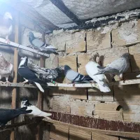 هفترنگ|پرنده|بشاریات, |دیوار