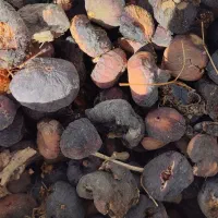 انجیر سیاه خشک