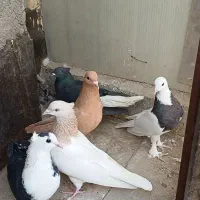 نروماده کراواتی کاکلی|پرنده|مشهد, گلبرگ|دیوار