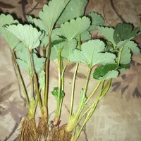 نهال سابرینا دانسته نهال ضمانتی|خدمات باغبانی و درختکاری|دلند, |دیوار