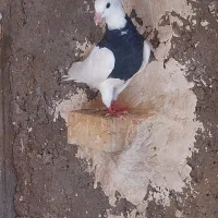 کبوتر طوقی، جوان سه پری|پرنده|اهواز, کوی فرهنگیان ۲|دیوار
