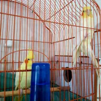 یک جفت عروس هلندی بفروش میرسد|پرنده|اهر, |دیوار