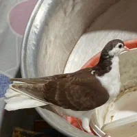 کبوتر گرگی و ساده افغانی( پنگوئنی)