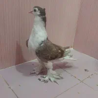 کبوتر لاهوری نر