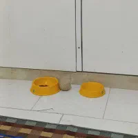 گربه|گربه|اسلام‌شهر, شهرک سالور|دیوار