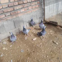 کبوتر پلاکی